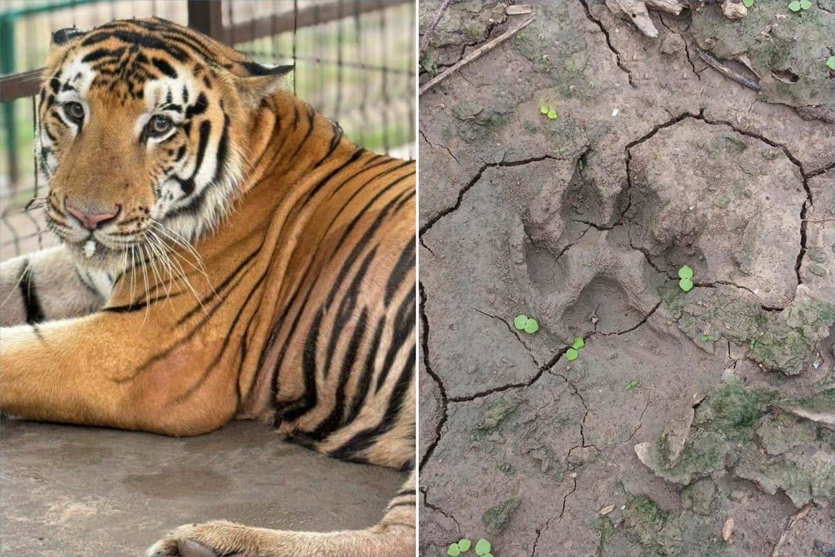 Texas officials fear a tiger is on the loose after escaping zoo in Mexico