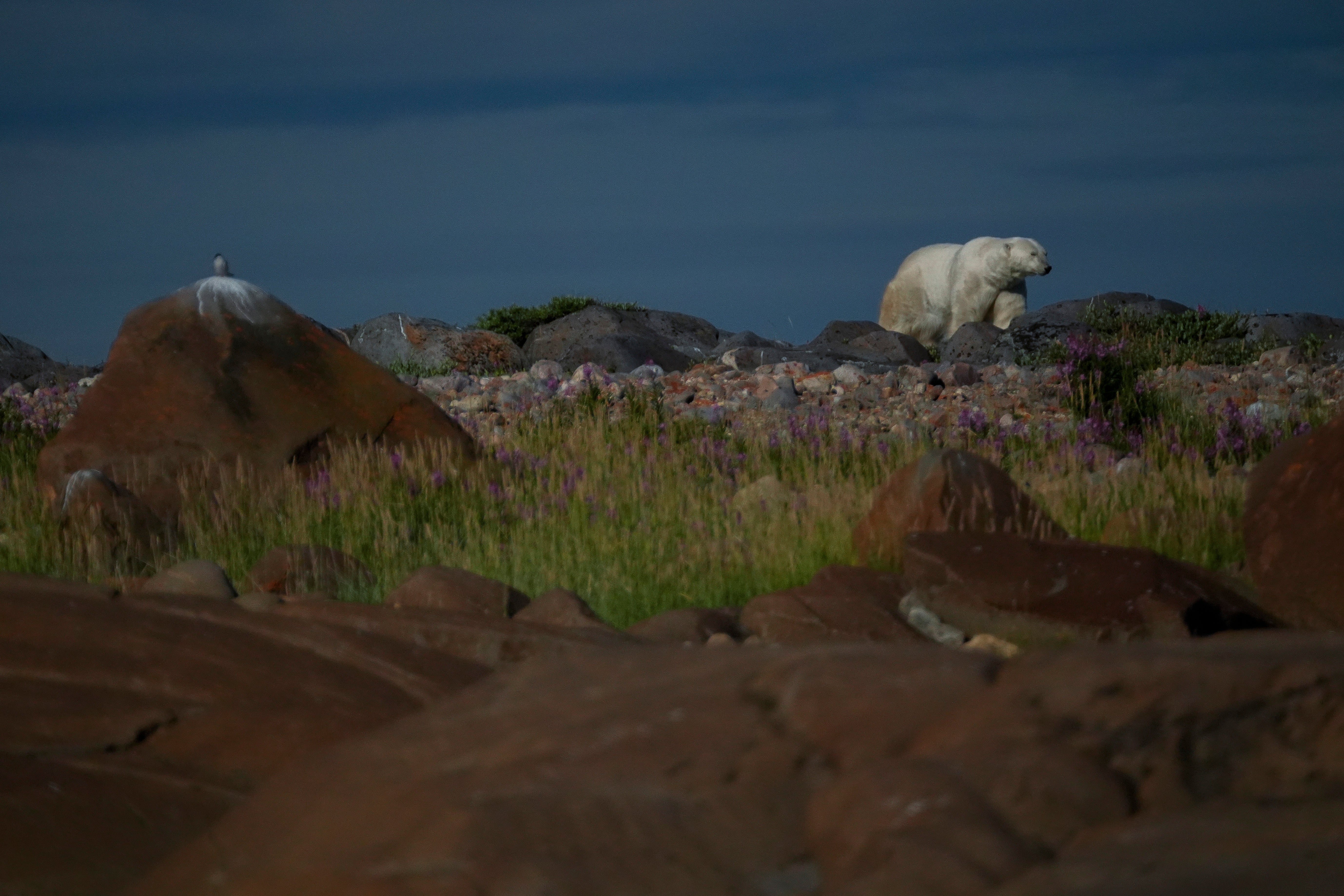 A polar bear walks along rocks, Tuesday, Aug. 6, 2024, near Churchill, Manitoba