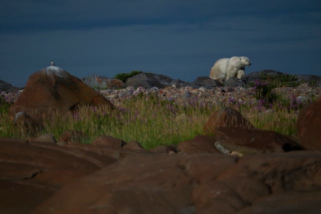 <p>A polar bear walks along rocks, Tuesday, Aug. 6, 2024, near Churchill, Manitoba</p>