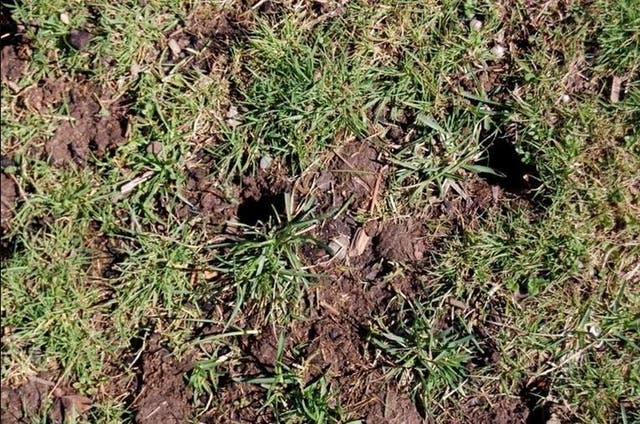 <p>Time to sort your lawn? </p>