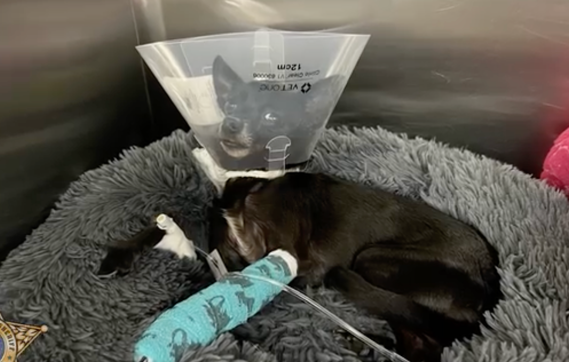 Florida chihuahua Raven, 3, is recovering after being thrown off a balcony ‘like a football’ by Dalton Chad Sousa