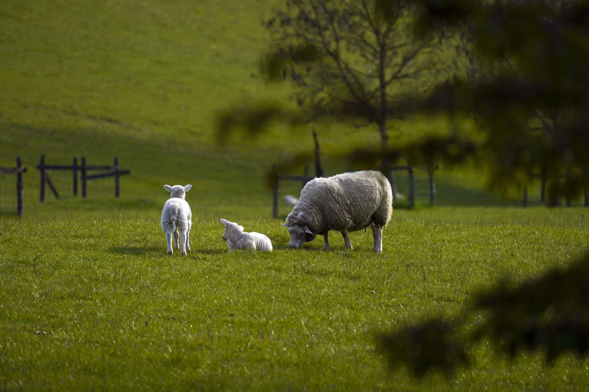 Boy in hospital after cryptosporidium outbreak linked to farm shop