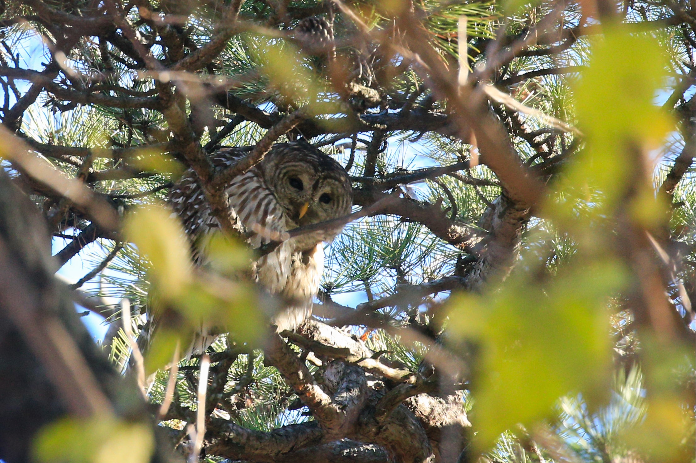 Officials on the west coast are preparing to kill some 450,000 barred owls in order to help protect the Northern spotted owl