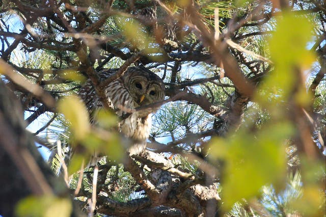 <p>Officials on the west coast are preparing to kill some 450,000 barred owls in order to help protect the Northern spotted owl </p>