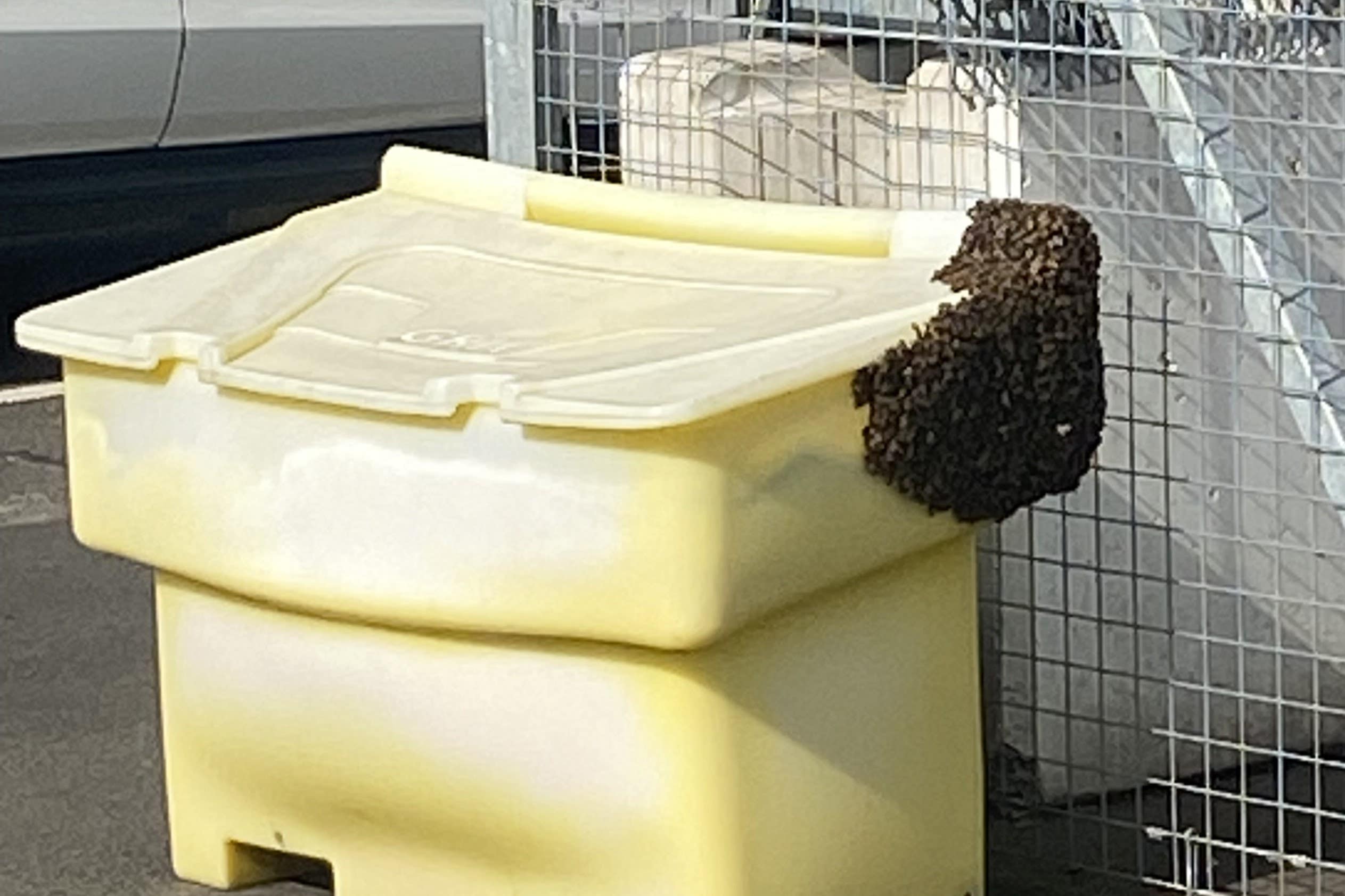 The bee swarm at Edinburgh Airport car park (Edinburgh Airport/PA Wire).