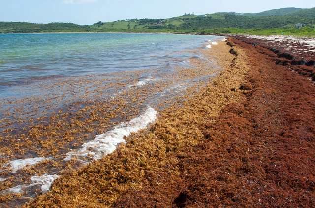 <p>El sargazo comienza a acumularse en mayor cantidad en las orillas de América del Norte y el Caribe </p>