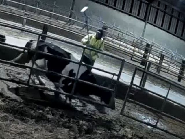 <p>A worker prepares to bring a pole down on top of a cow</p>