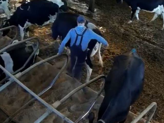 <p>A worker kicks a cow</p>