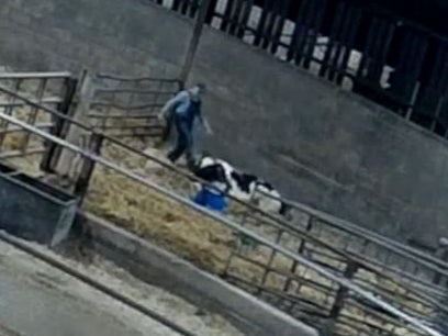 A worker kicks a cow