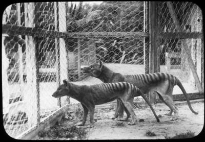 Dois tigres da Tasmânia