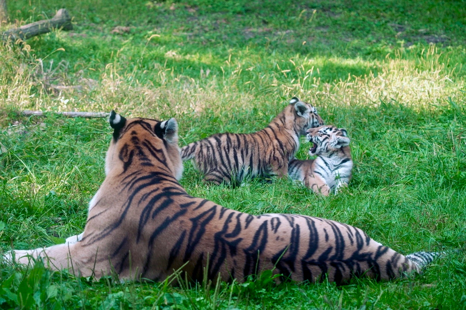 Minnesota Endangered Tiger Cubs