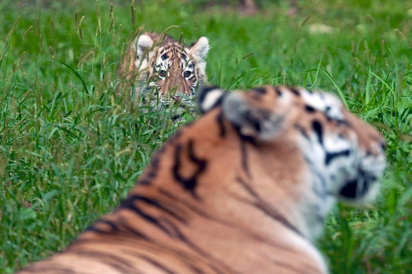 Minnesota Endangered Tiger Cubs