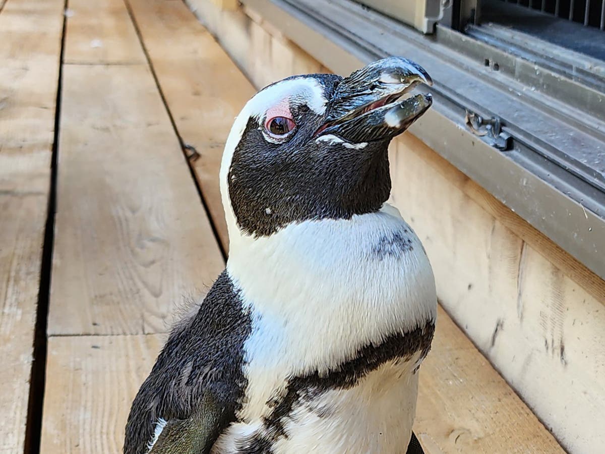 Penguin that made dash for freedom into open sea found safe: ‘It’s a miracle’