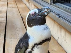 Penguin that made dash for freedom into open sea found safe: ‘It’s a miracle’