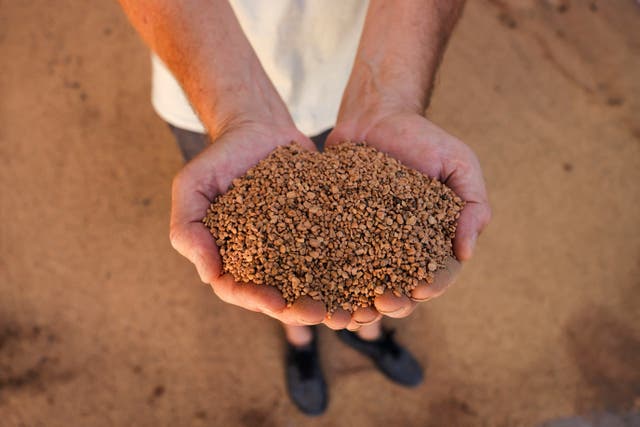 <p>Spanish farmer and lodging entrepreneur David Jimenez, 48, shows crushed olive stones, which he uses as biomass to combust in a boiler for producing electricity and heat for his farmhouse tourist rental, at Aceites Algarinejo agricultural cooperative, in Montefrio, near Granada</p>