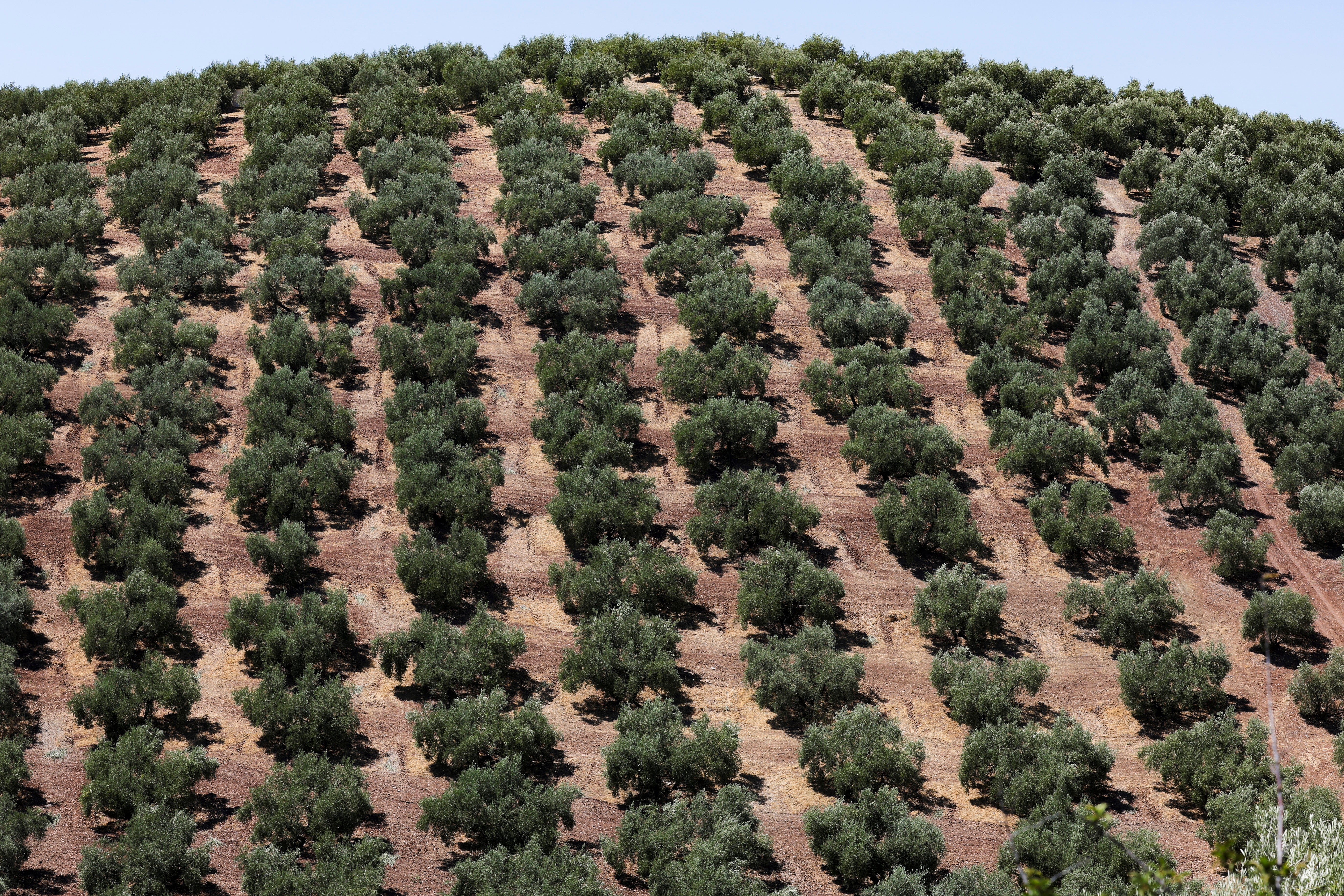 Olive fields are seen in Montefrio, near Granada, Spain, August 16, 2024