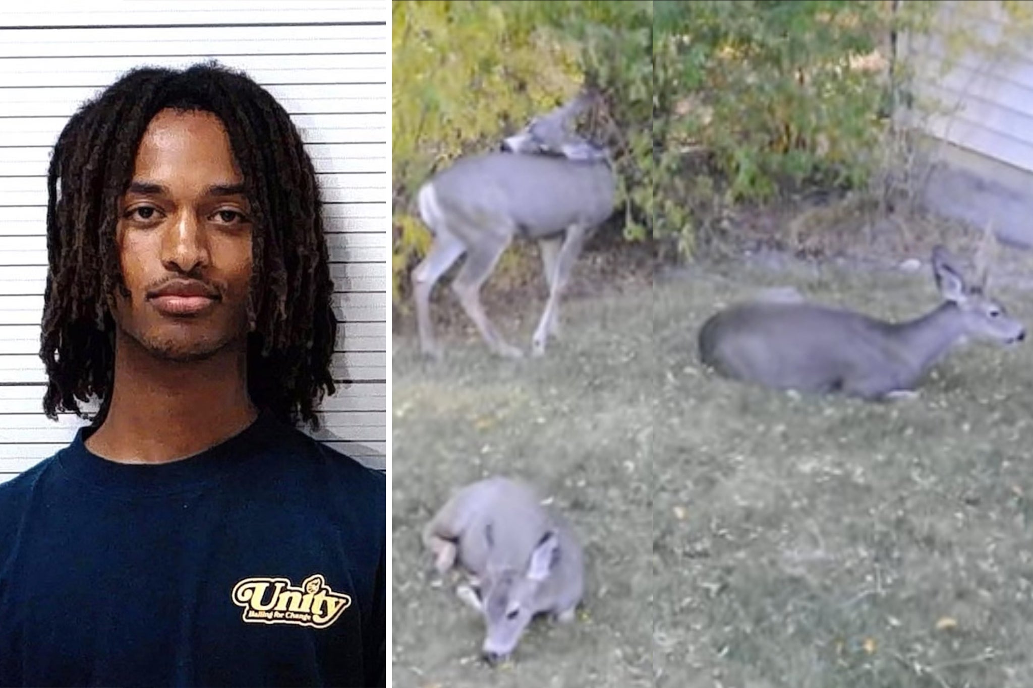 Joshua Tamirat Wielhouwer (left in mugshot) faces 18 counts of wildlife-related charges over the dead deers