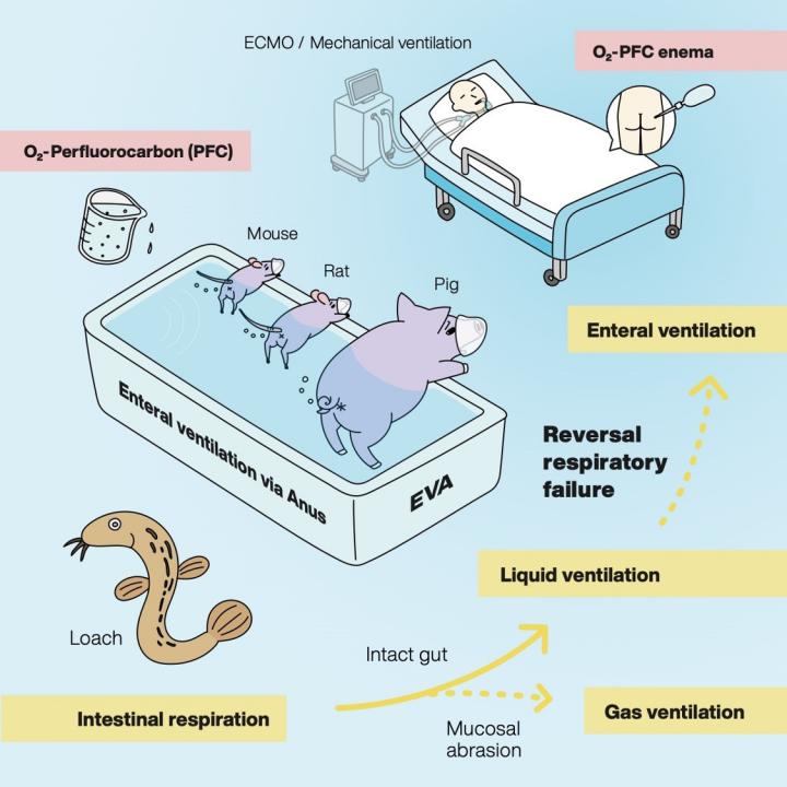 Tokyo researchers said that pigs and rodents have the ability to use their intestines to breathe. The researchers hope to be able to use a similar test on humans some day.