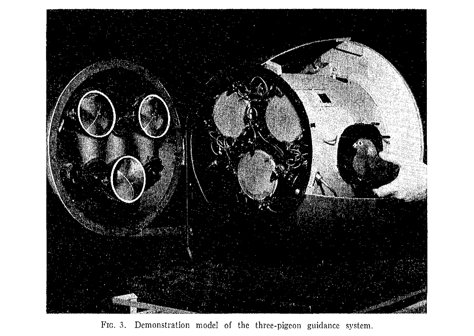 A demonstration model of the three-pigeon guidance system. Pigeons trained to help guide missiles. Project Pigeon was later terminated.