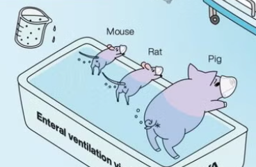 Tokyo researchers said that pigs and rodents have the ability to breathe through their anuses. The researchers hope to be able to use a similar test on humans some day