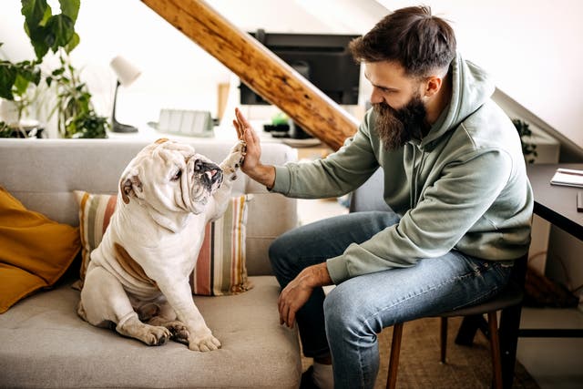 <p>El 74 % dijo que la relación con su perro es aún más fuerte porque la construyeron con el tiempo </p>