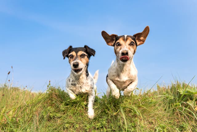<p>Dogs: a two way relationship </p>