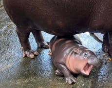 Moo-Deng: Baby pygmy hippo gets harassed by zoo visitors as videos go viral