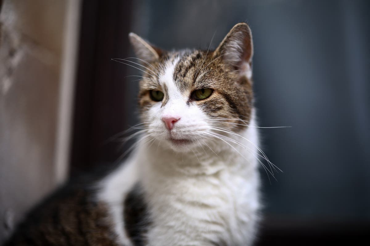 Larry the Downing Street cat is a &lsquo;little sh**&rsquo;, Scottish secretary jokes