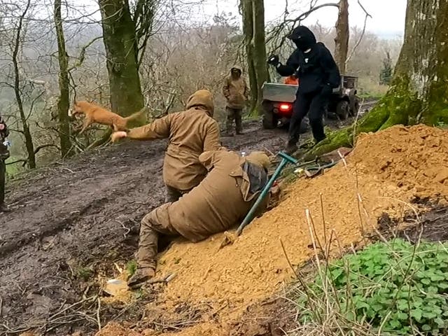 <p>Terrier man flings fox away after pulling it out of a badger sett</p>