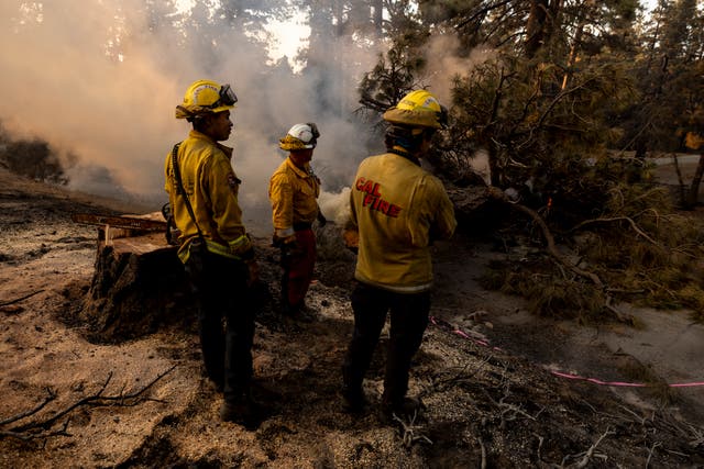 <p>Firefighters cut and estinguish the fire in a tree on the road as the Bridge Fire burns in the Big Pines hills near Wrightwood, California, on September 12</p>