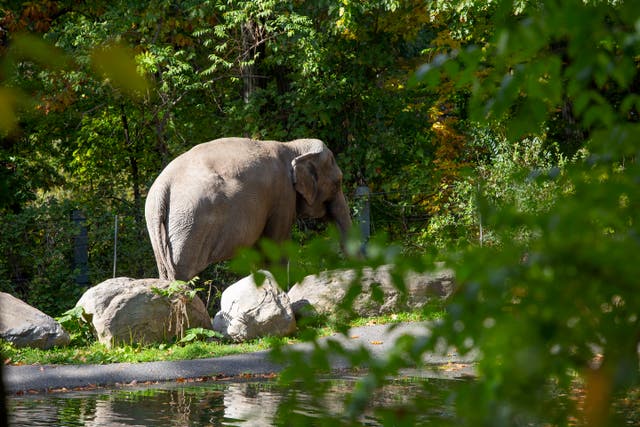 <p>Happy pictured in her enclosure at The Bronx Zoo on October 19 2022 </p>