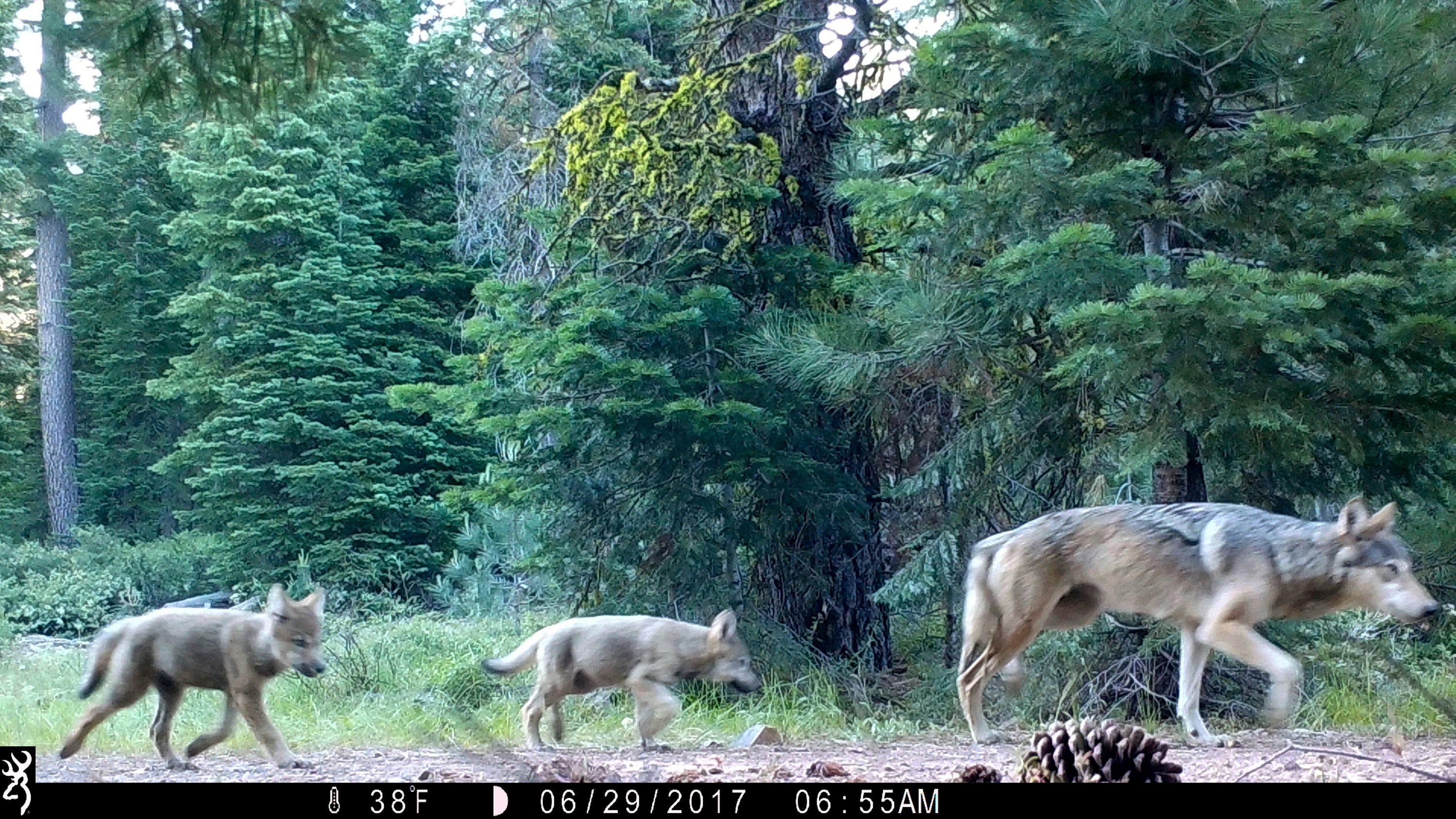 Gray Wolves-Endangered