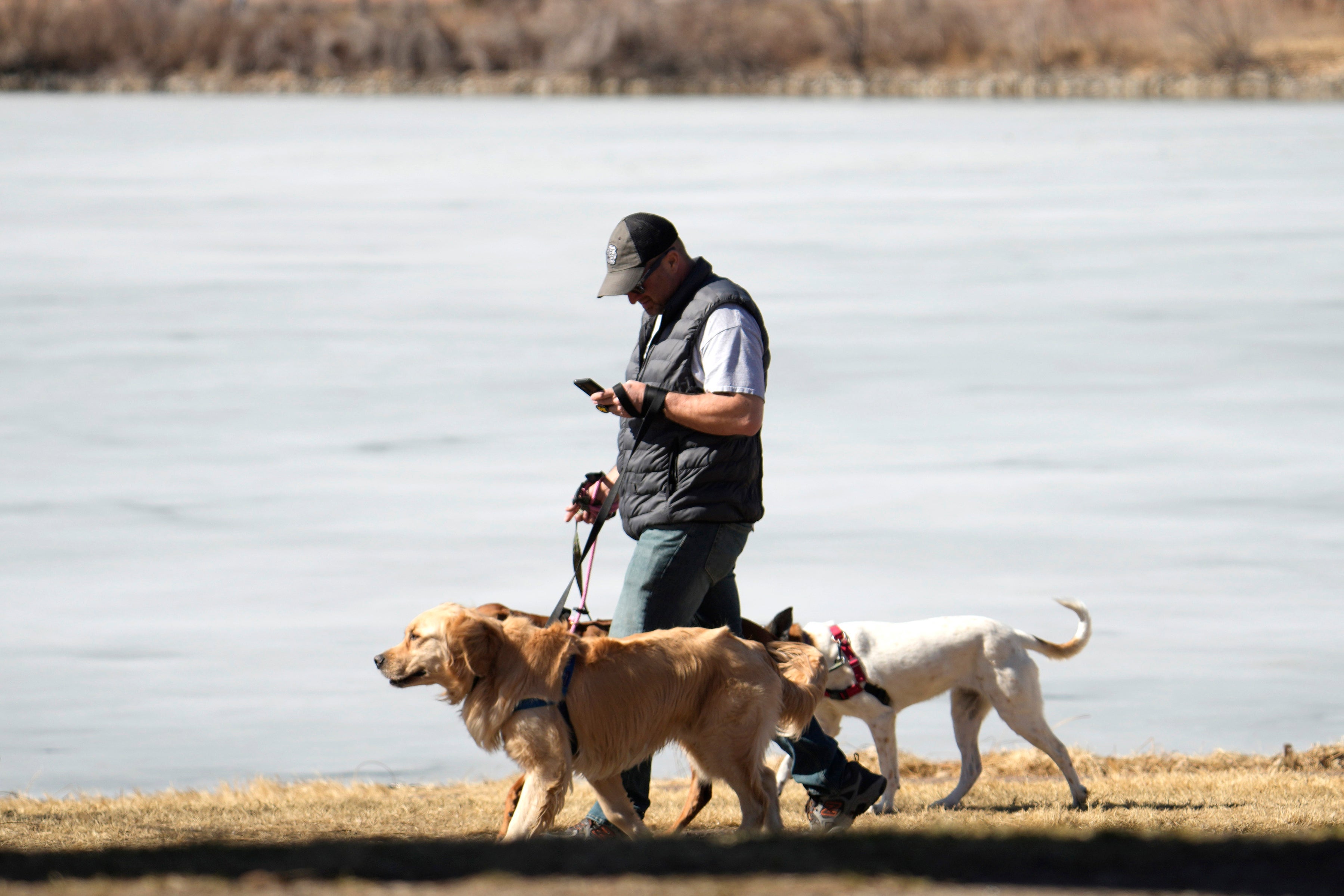 A dog walker checks a mobile device while guiding dogs in Washington Park in Denver