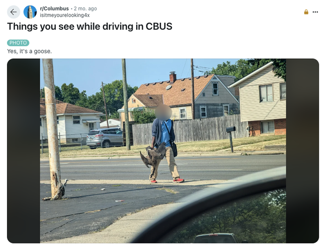 <p>This viral photo of a man carrying two geese in Ohio fueled Donald Trump’s wild, now-debunked conspiracy that Haitian migrants are eating pets in the state  </p>