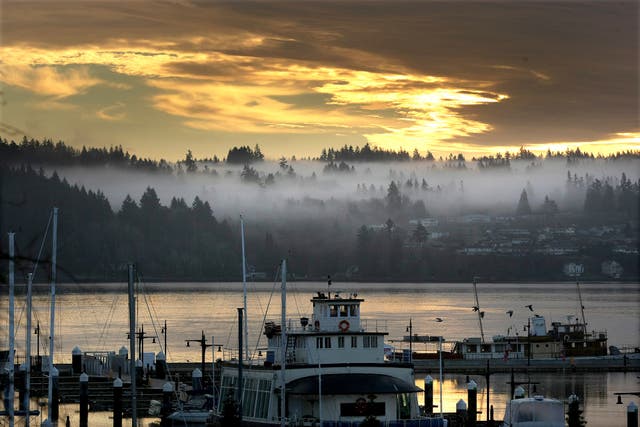 <p>River otter drags child underwater in horror Washington marina attack</p>