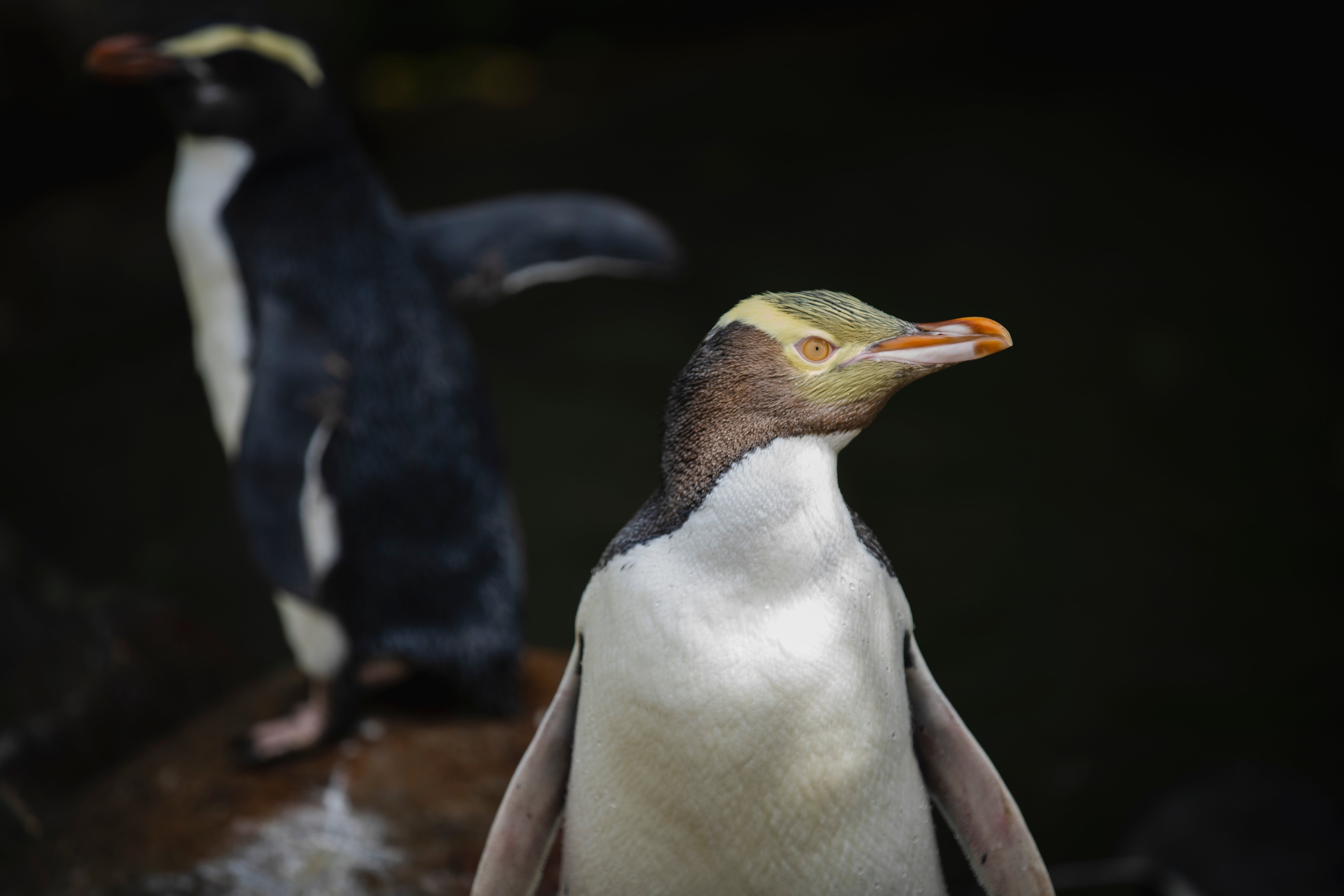 Um hoiho ou pinguim de olhos amarelos fotografado na Nova Zelândia