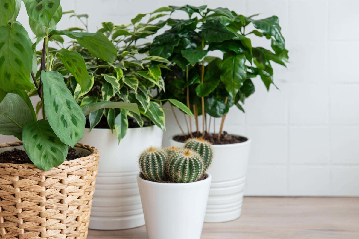 How to style your living space with indoor plants