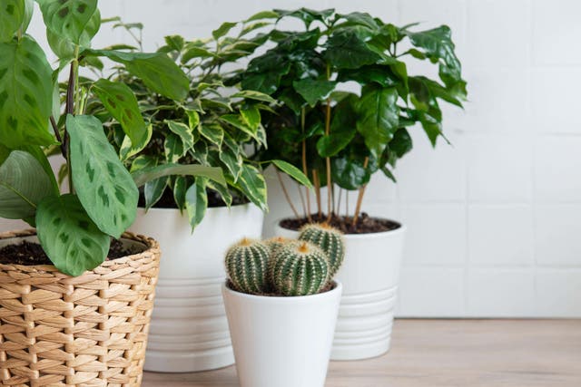 Plants can transform the feel of a room (Alamy/PA)