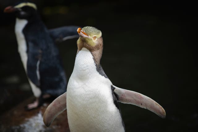 <p>A Hoiho bird in New Zealand</p>