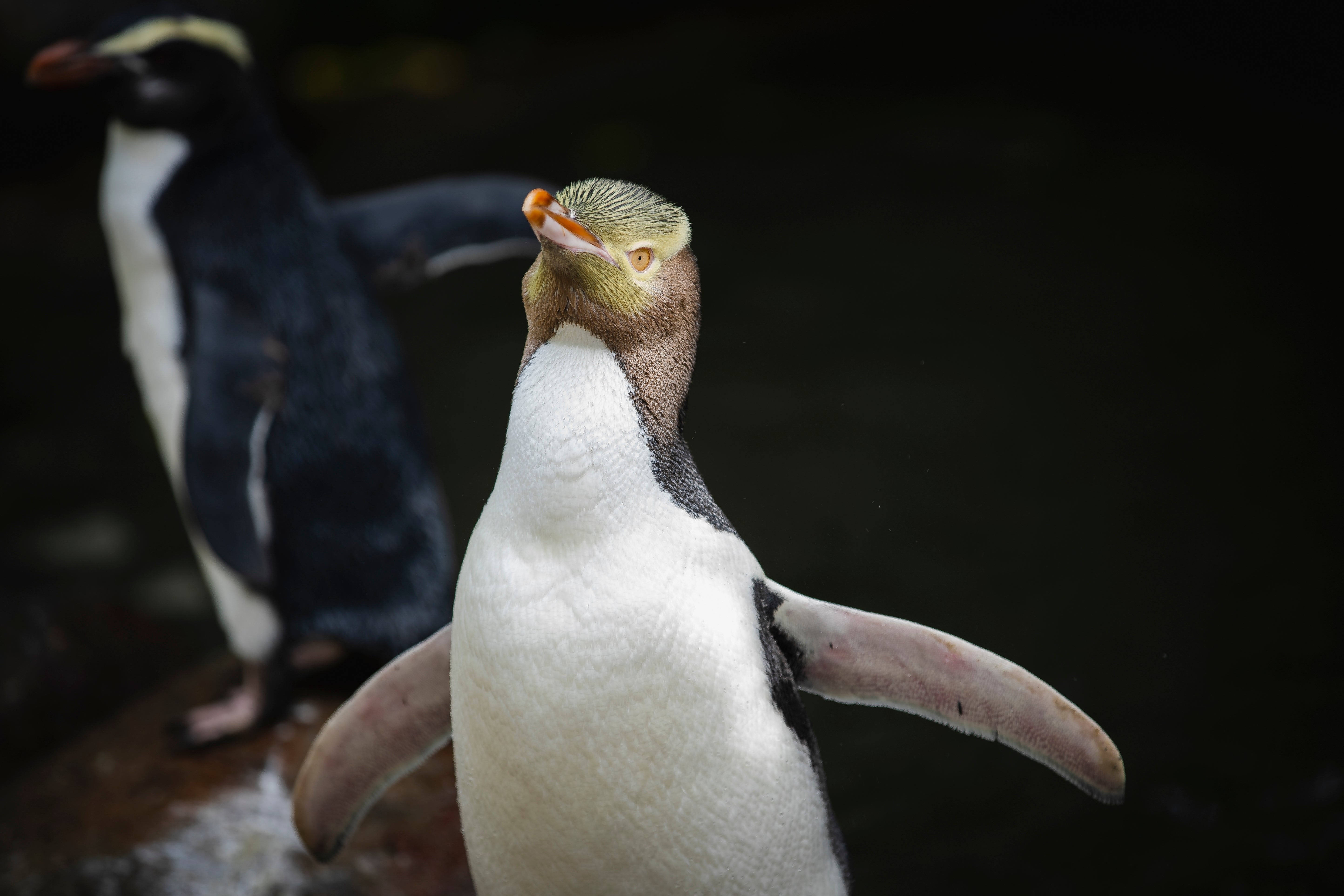 A hoiho or yellow-eyed penguin pictured on April 2, 2023