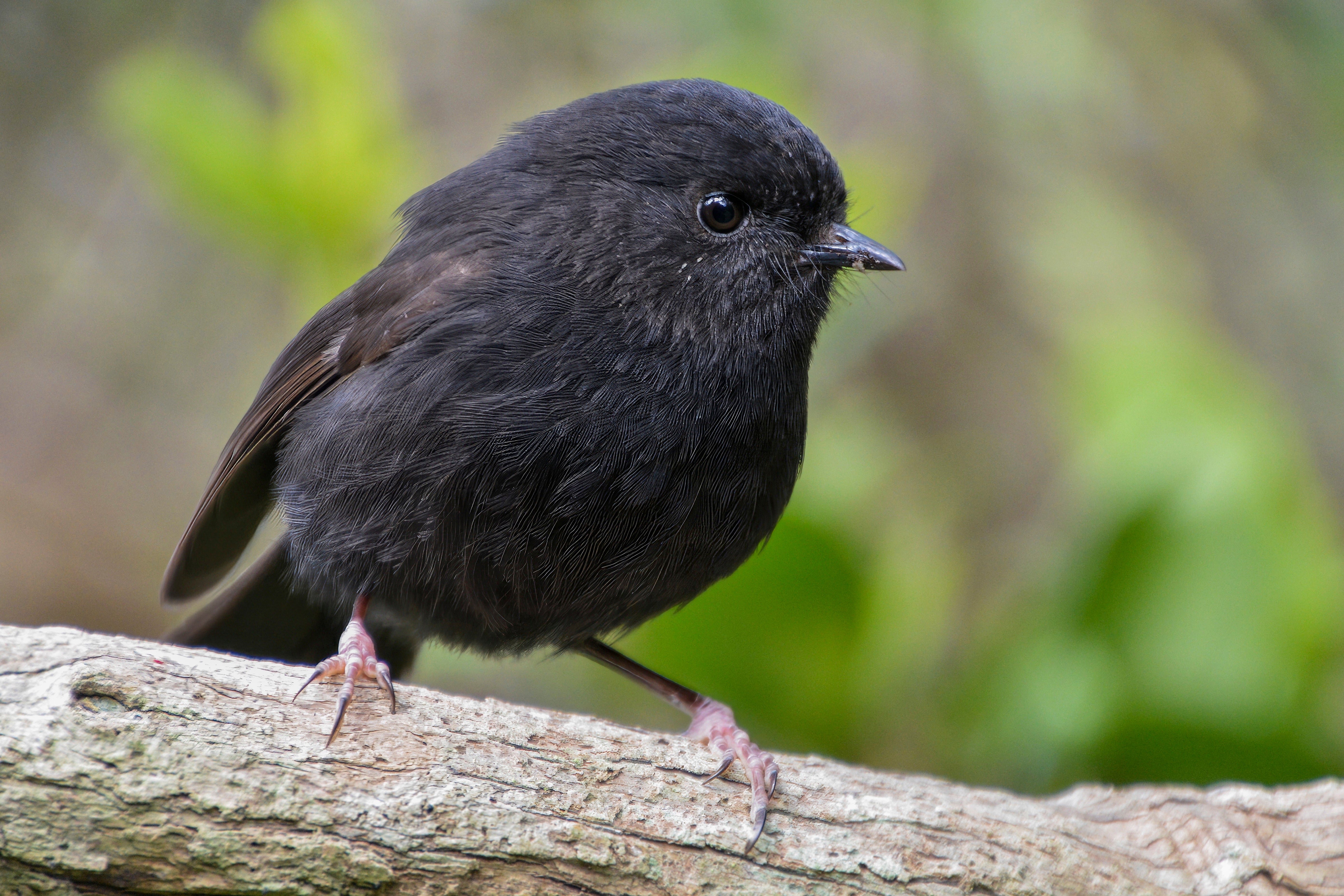 A karure, or Chatham Islands black robin pictured on Chatham Island