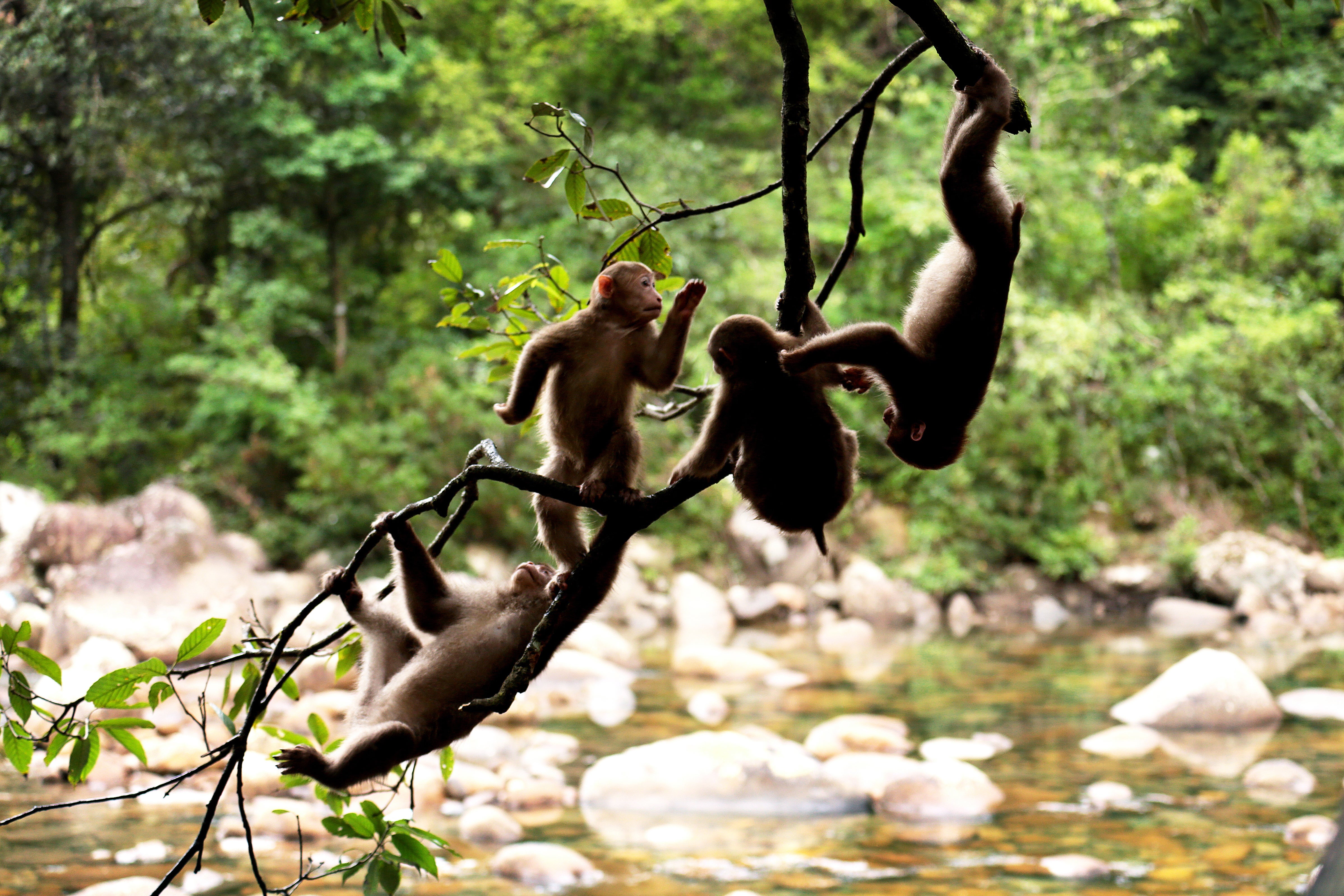 Tibetan macaques frolic in the national park