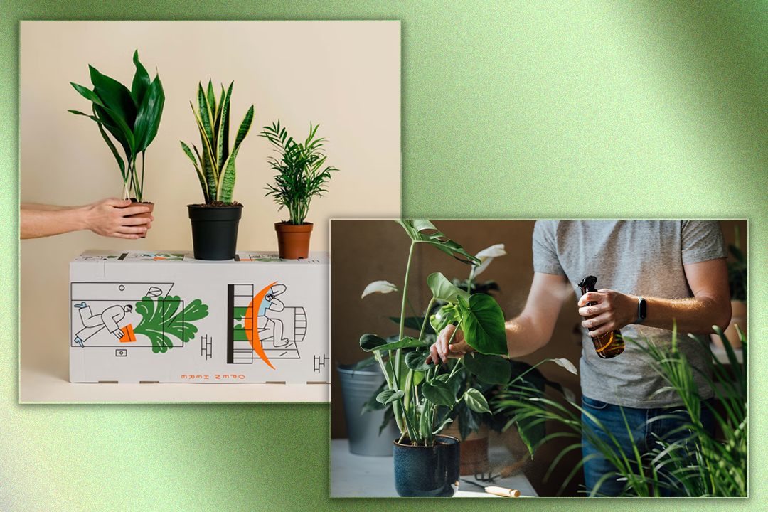 Best places to buy plants 2025 Online garden centres and nurseries with home delivery The Independent