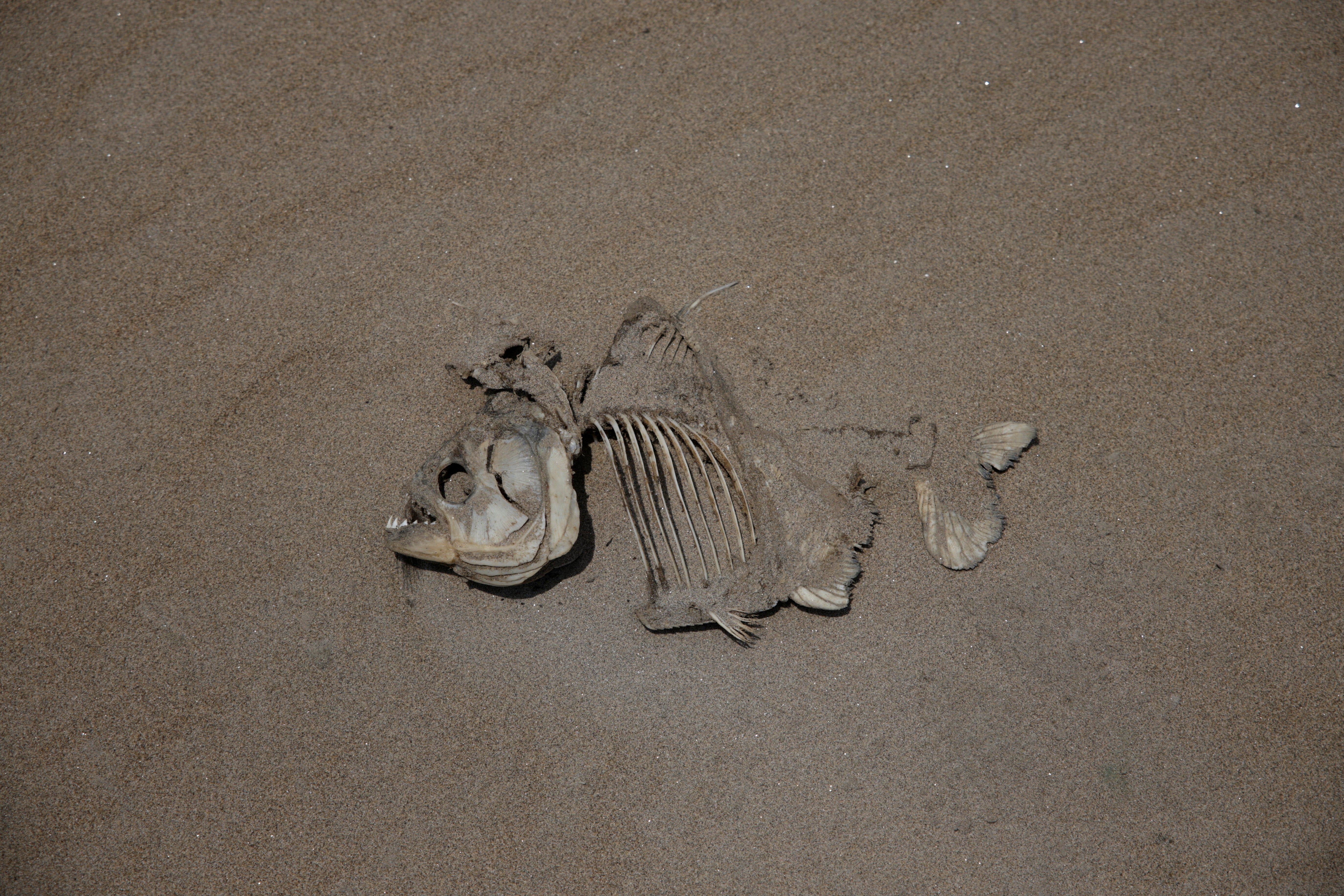 The remains of a fish are seen in a dry part of the Solimoes River this weekend. On Sunday, Brazil’s Supreme Court authorized lifting spending restrictions on the environmental disasters in the Amazon and Pantanal regions, according to Reuters