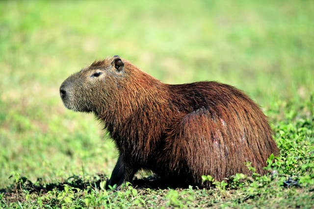 <p>File. A capybara has gone missing in England </p>