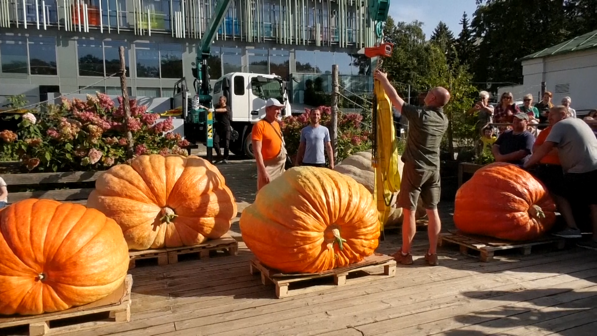 Huge 818kg giant pumpkin squashes Russian record | Lifestyle