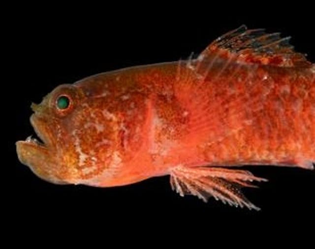 <p>The Grumpy dwarfgoby, known by scientists as <em>Sueviota aethon</em>, has a grumpy-looking mug and serious canine teeth. But, it’s incredibly small.</p>