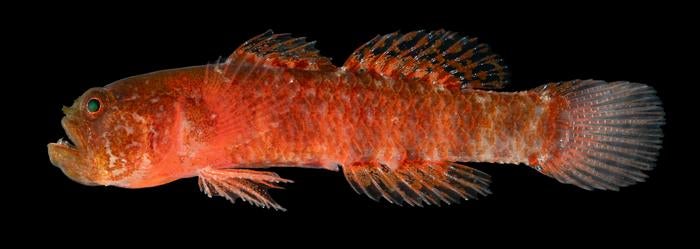 The Grumpy dwarfgoby, known by scientists as Sueviota aethon , has a grumpy-looking mug and serious canine teeth. But, it’s incredibly small.