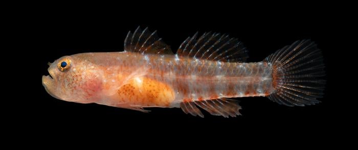 Some of the grumpy dwarfgoby fish were yellow and red, with variation in color. They also have striking golden rings around their black pupils.