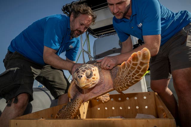 SeaLife curators Todd German from SeaLife Scarborough and Scott Blacker from SeaLife Blackpool release Nazare the loggerhead sea turtle into the sea. (Anthony Devlin/Sea Life/PA)Photo by Anthony Devlin Photography © 2024.